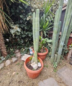 Cactus San Pedro en macetero plástico café