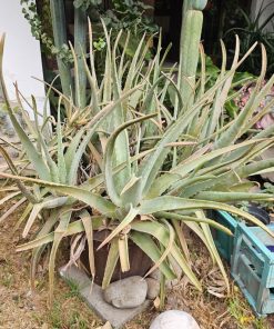 Planta Aloe Vera XL en macetero