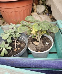 Suculenta tamaño S y Geranio tamaño S en maceteros plásticos