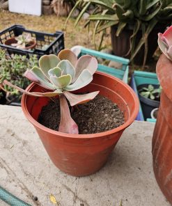 Suculenta Echeveria macetero plástico café