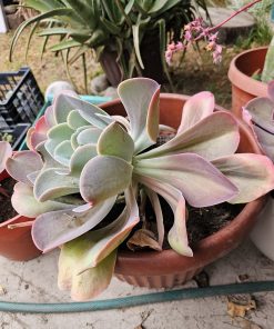 Suculenta Echeveria macetero plástico café