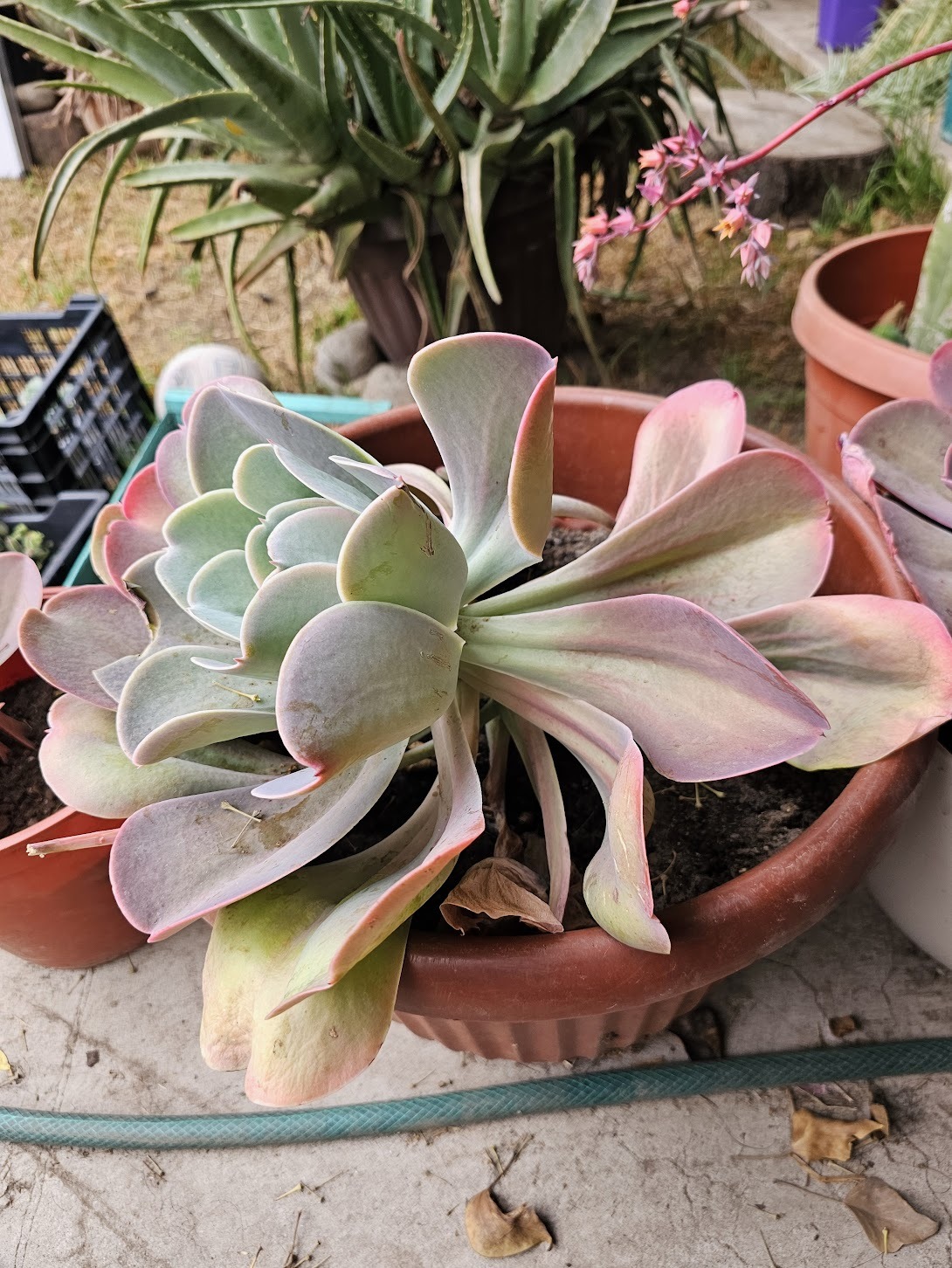 Suculenta Echeveria macetero plástico café