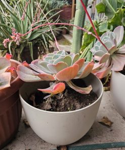 Suculenta Echeveria macetero plástico blanco