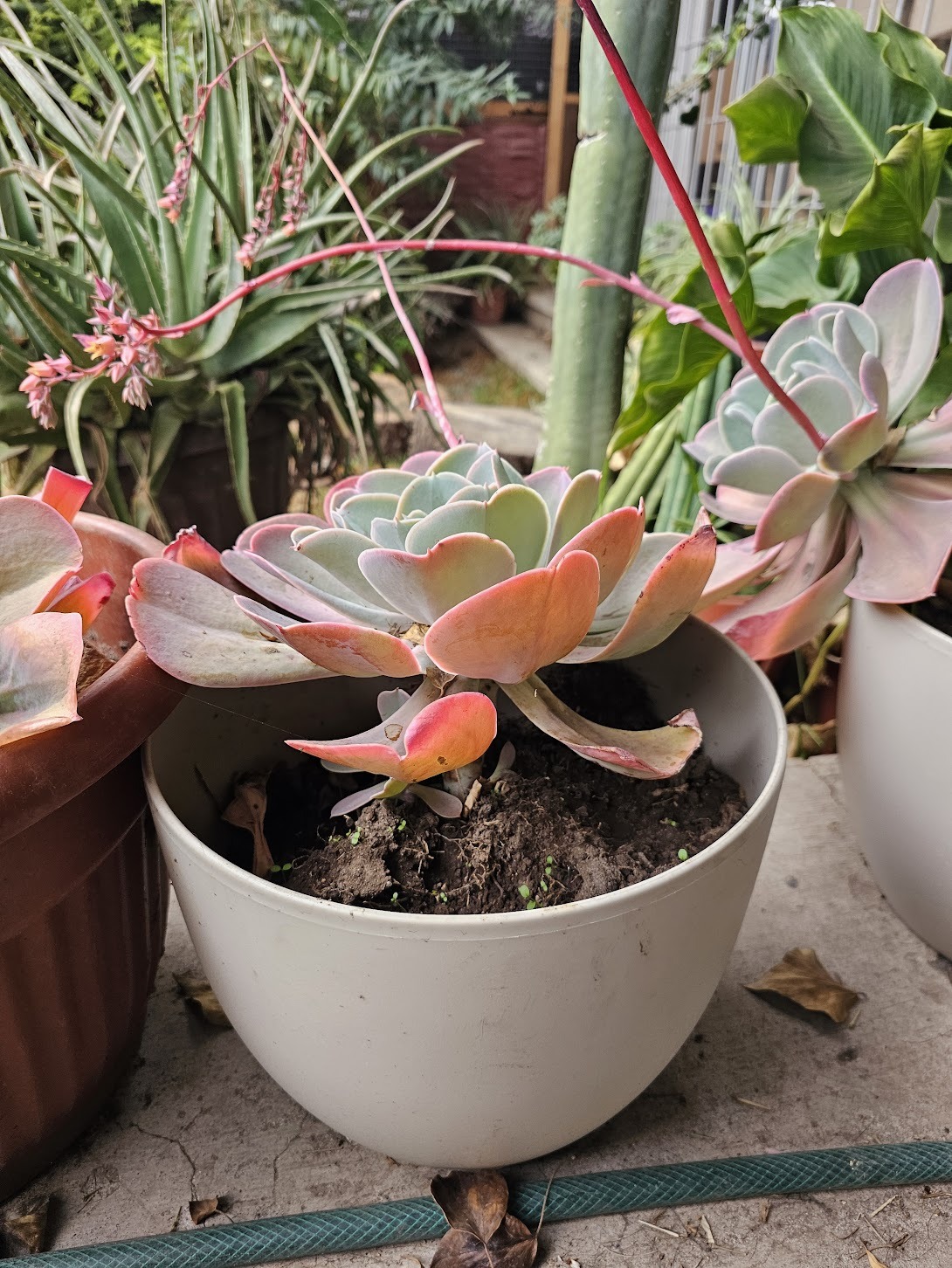 Suculenta Echeveria macetero plástico blanco