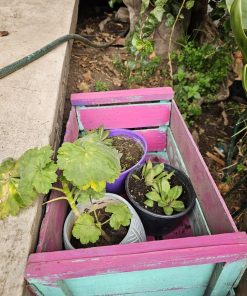Suculenta tamaño S y Geranio tamaño M en maceteros plásticos