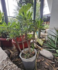 Planta Jade tamaño L en macetero plástico