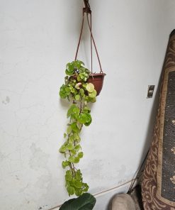 Planta del dinero con macetero plástico colgante