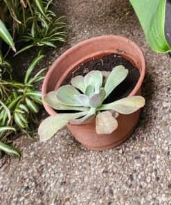 Suculenta en macetero plástico