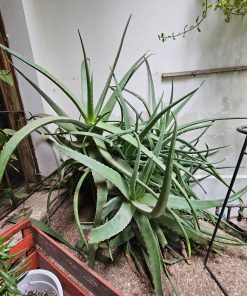 Aloe vera grande en macetero