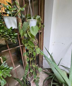 Filodendro Cordatum en macetero plástico blanco para colgar