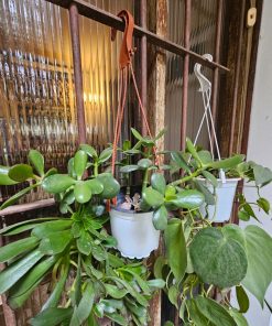 Jade macetero plástico blanco y soporte para colgar