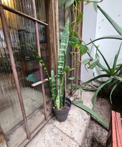 Planta Sanseviera Zeylanica Lengua de Suegra macetero plástico negro