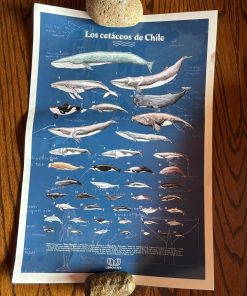 Lámina los cetaceos Chile