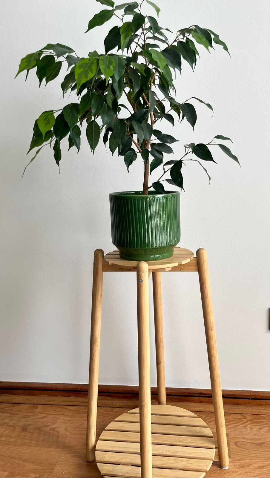 Soporte para plantas DAKSJUS con ficus Benjamina Ikea
