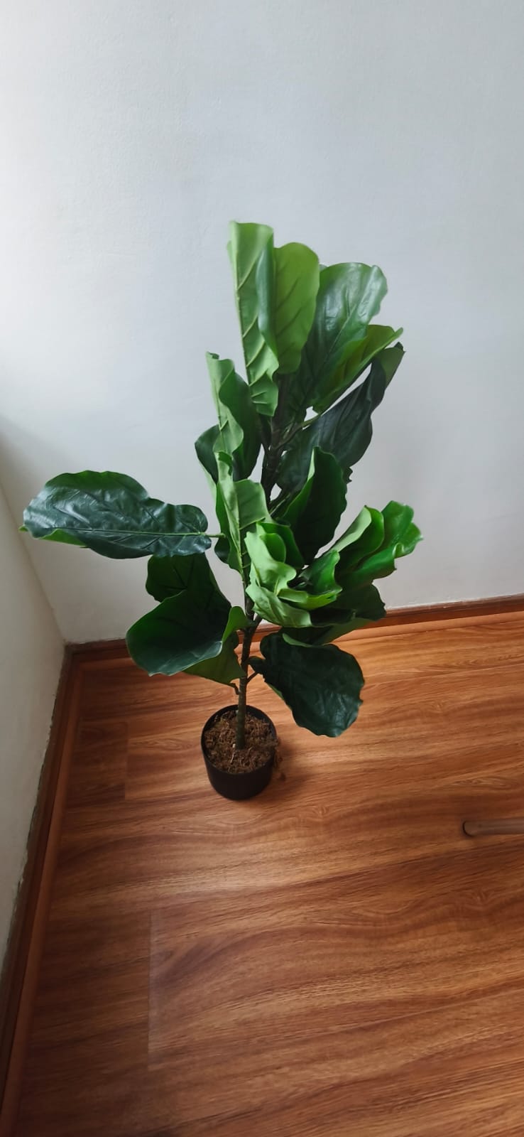 Planta Ficus Lyrata artificial - Imagen 2