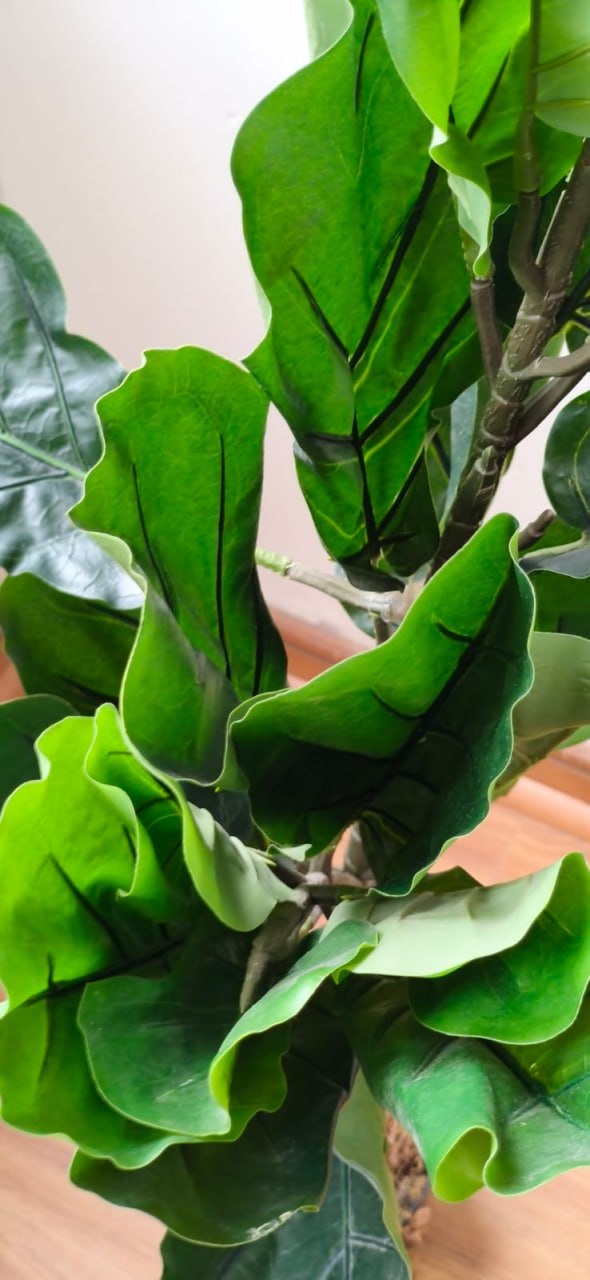 Planta Ficus Lyrata artificial - Imagen 3