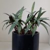 Suculenta Ledebouria