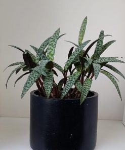 Suculenta Ledebouria
