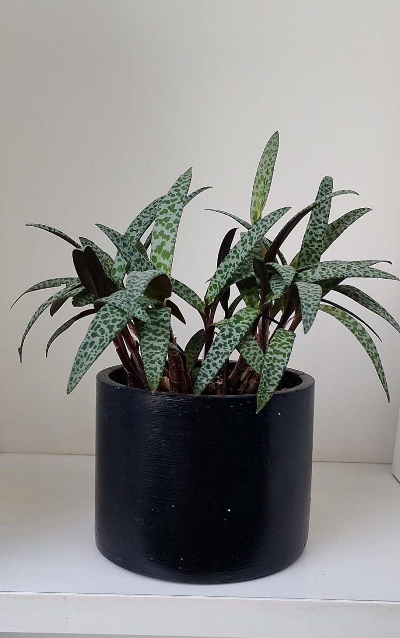 Suculenta Ledebouria