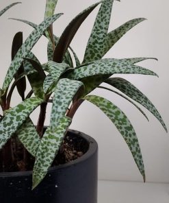 Suculenta Ledebouria