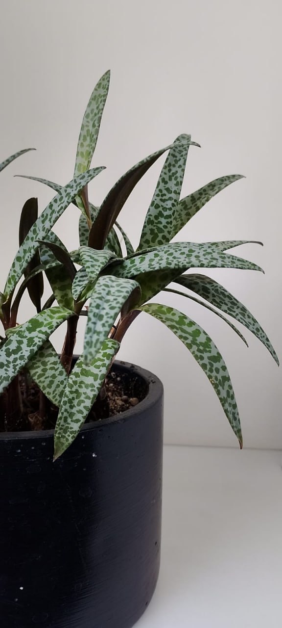 Suculenta Ledebouria