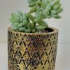 Suculenta Sedum