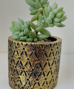 Suculenta Sedum