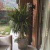 Yucca gigante en macetero