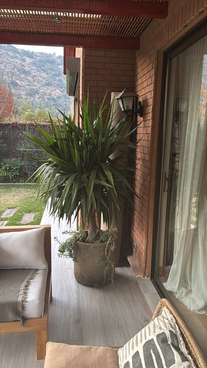 Yucca gigante en macetero