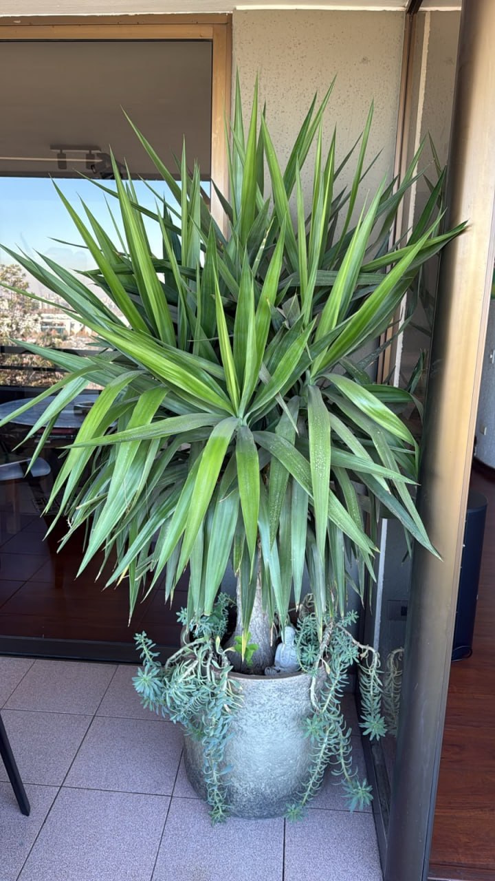 Yucca gigante en macetero